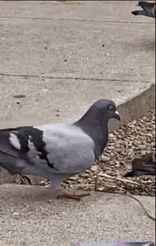 Real-life pigeon dancing GIF