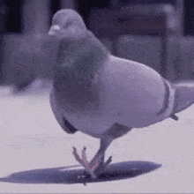 Real-life pigeon dancing GIF