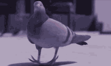 Real-life pigeon dancing GIF